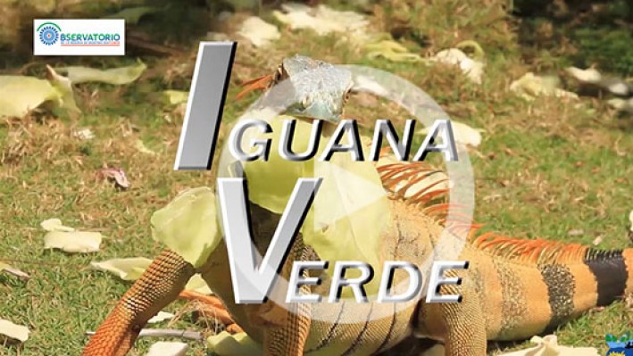 IGUANA VERDE